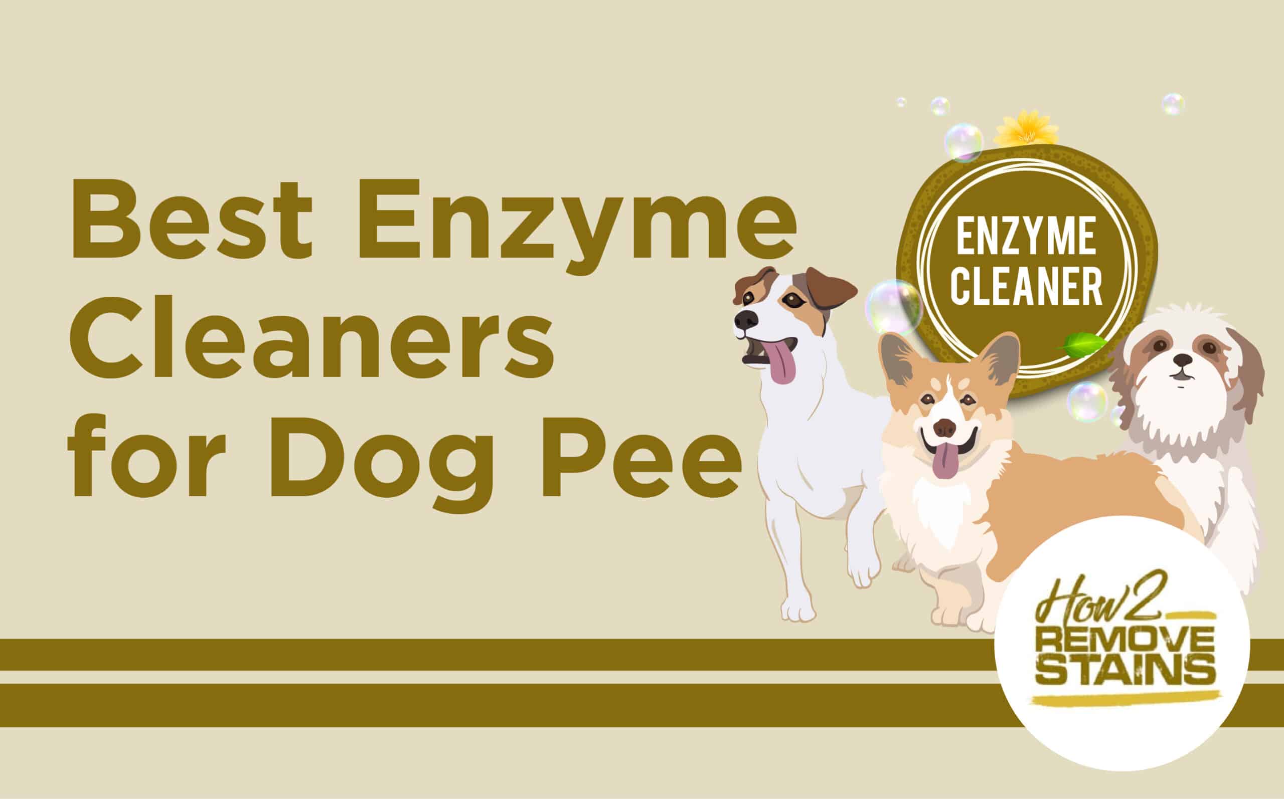 Best Enzyme Cleaners for DOG Pee